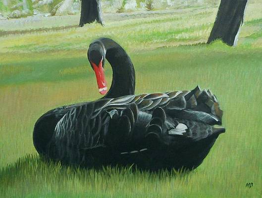Black Swan, acrylic on canvas, 2016,for sale